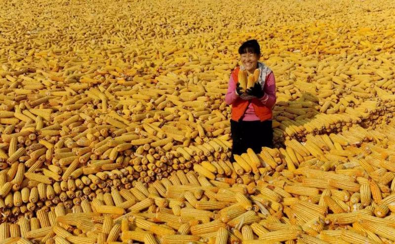 玉米丰收图片 第3张