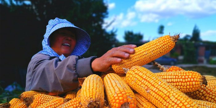 玉米丰收图片 第2张