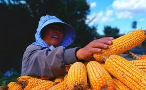 玉米丰收图片 第2张