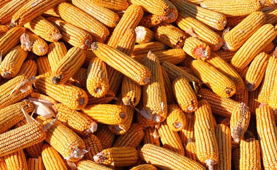 玉米丰收图片 第1张