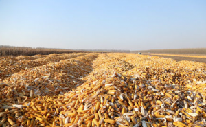 玉米丰收图片 第4张