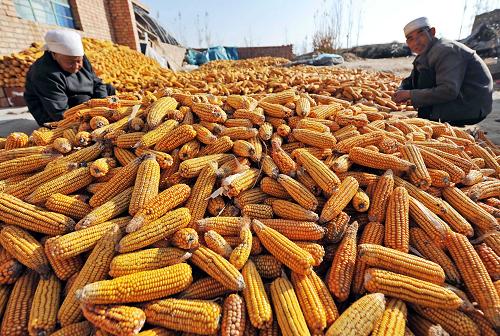 玉米丰收图片 第5张