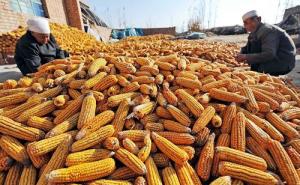 玉米丰收图片 第5张