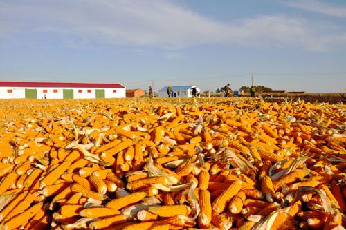 玉米丰收图片 第6张