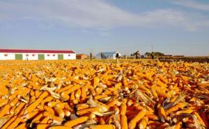 玉米丰收图片 第6张