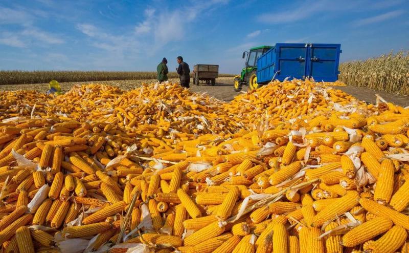 玉米丰收图片 第7张
