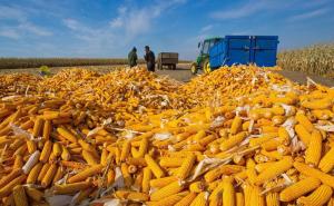 玉米丰收图片 第7张