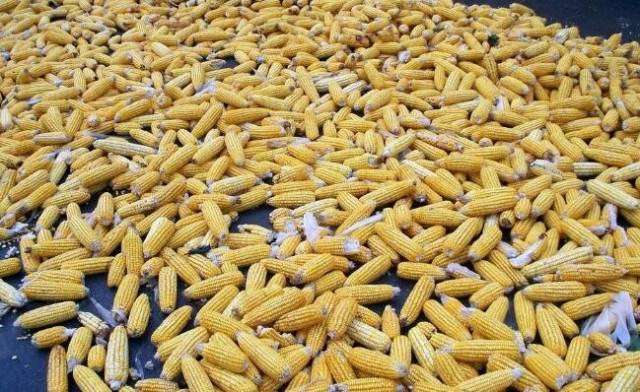 晒玉米粒图片 第1张