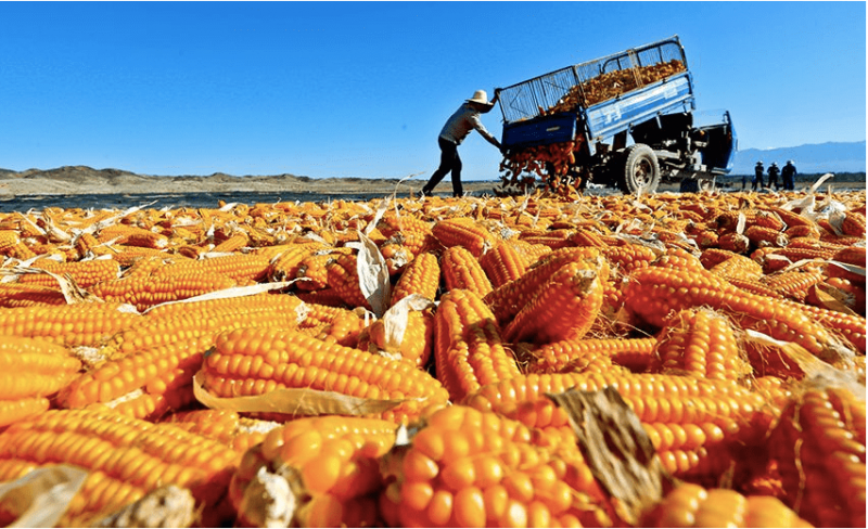 晒玉米粒图片 第3张