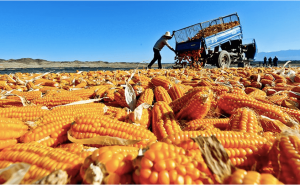 晒玉米粒图片 第3张