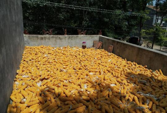 晒玉米粒图片 第2张