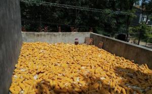 晒玉米粒图片 第2张