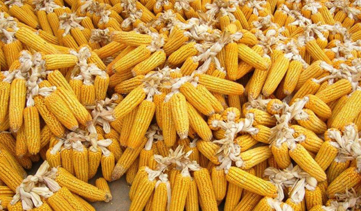 晒玉米粒图片 第4张