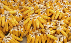 晒玉米粒图片 第4张