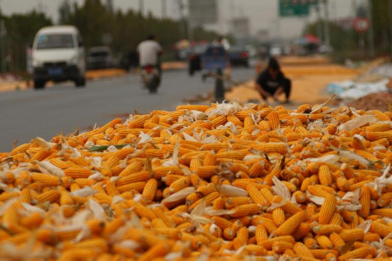 晒玉米粒图片 第5张