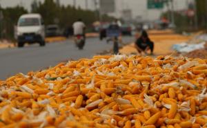 晒玉米粒图片 第5张