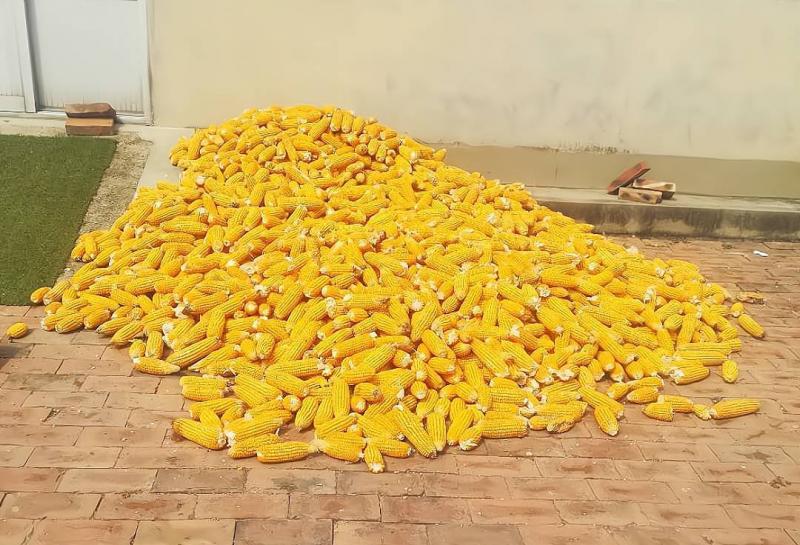晒玉米粒图片 第6张