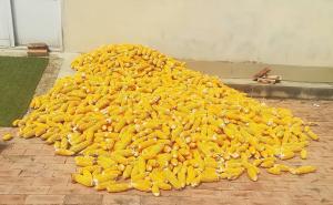 晒玉米粒图片 第6张