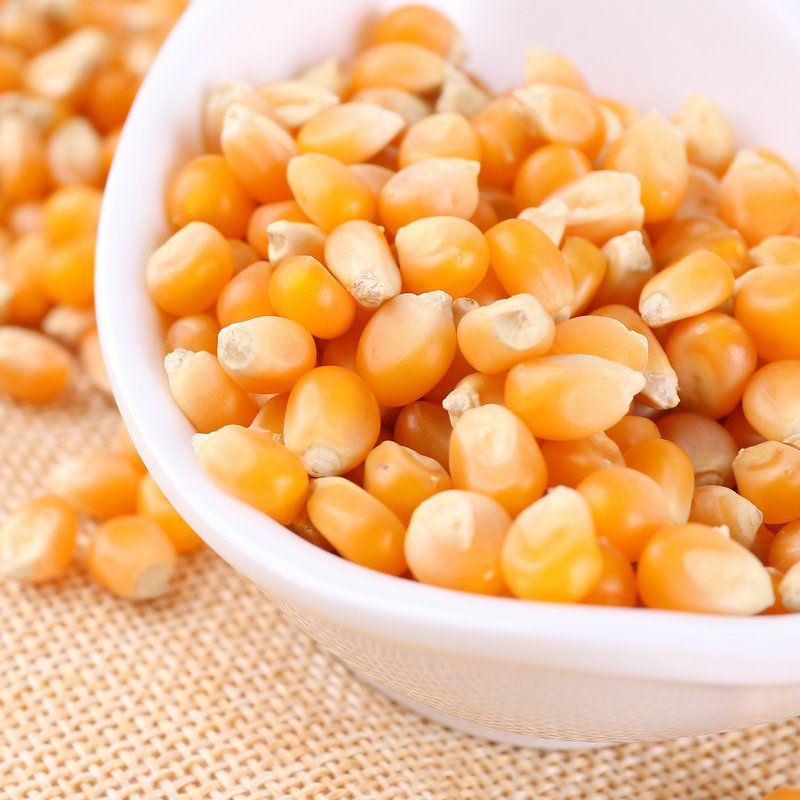爆米花玉米粒图片 第4张