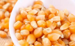 爆米花玉米粒图片 第4张