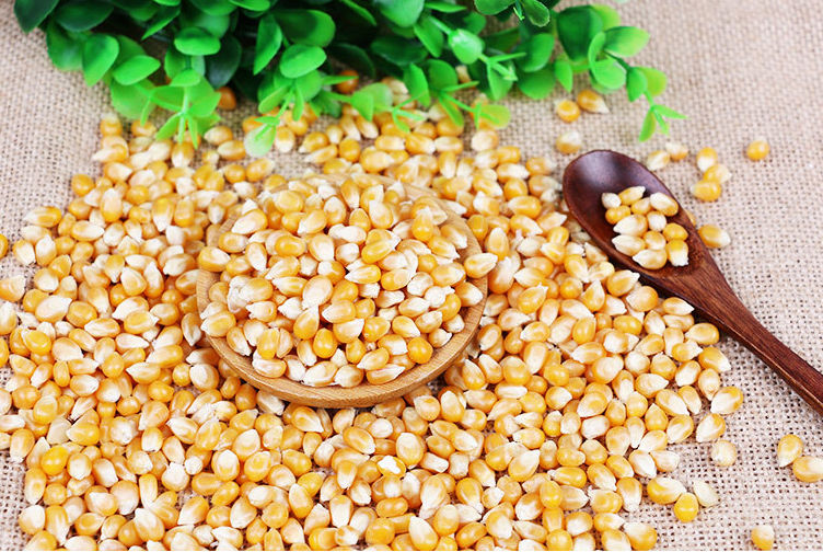 爆米花玉米粒图片 第5张