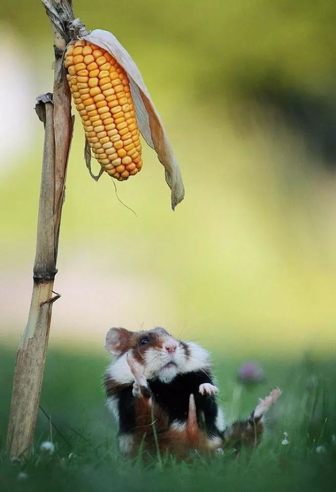 老鼠吃玉米可爱图片 第3张
