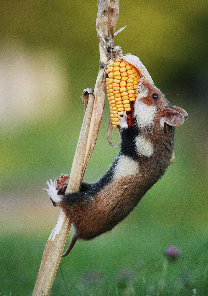 老鼠吃玉米可爱图片 第1张