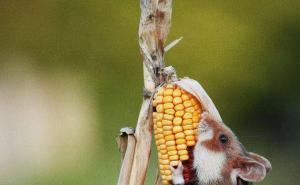老鼠吃玉米可爱图片