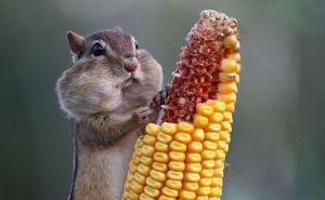 老鼠吃玉米可爱图片 第2张