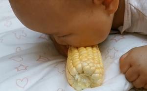 小孩吃玉米搞笑图片 第4张