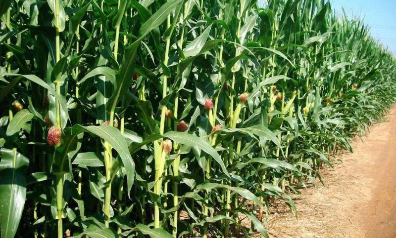 玉米植物图片 第3张