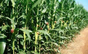 玉米植物图片 第3张