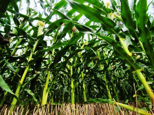 玉米植物图片 第2张