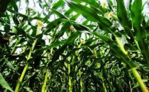 玉米植物图片 第2张