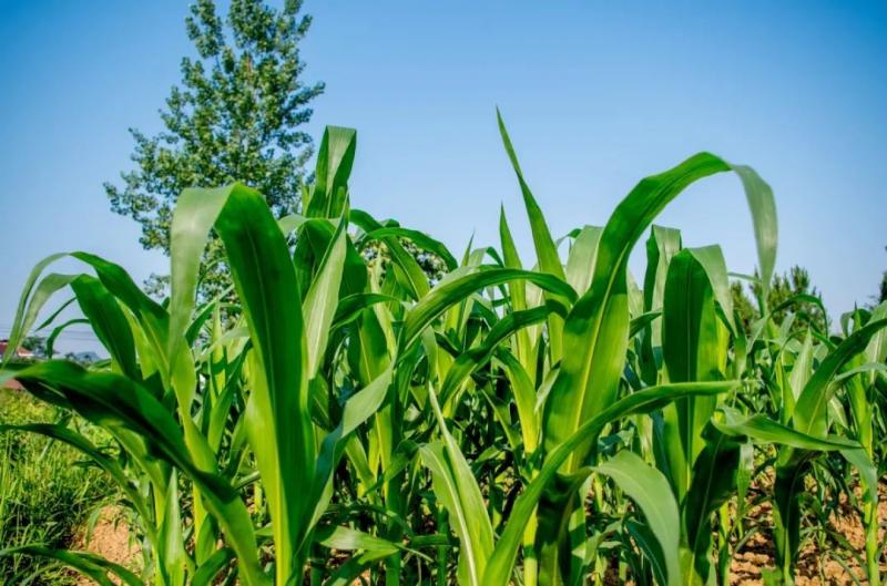 玉米植物图片 第4张