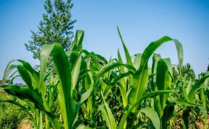 玉米植物图片 第4张