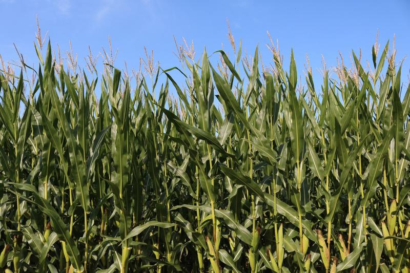 玉米植物图片 第5张