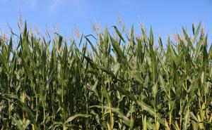 玉米植物图片 第5张
