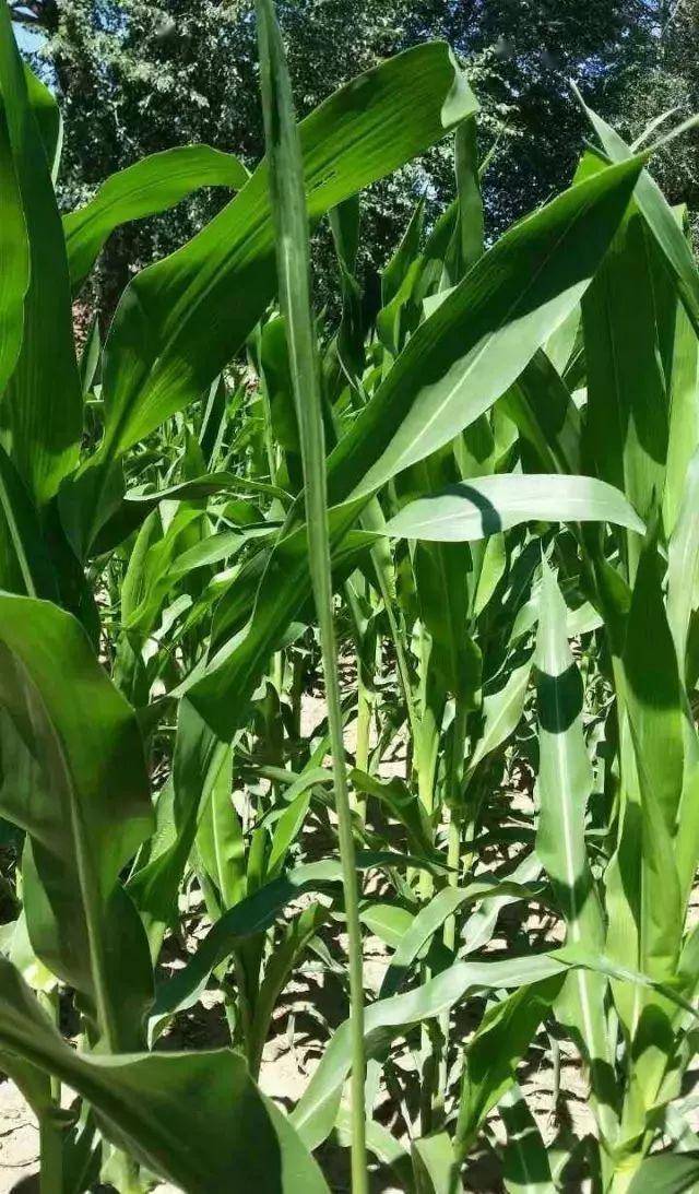 玉米植物图片 第6张