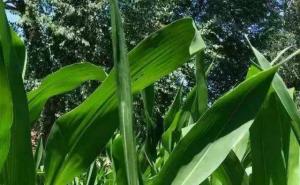 玉米植物图片 第6张