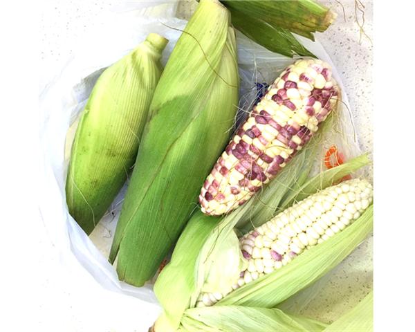 花玉米图片 第1张