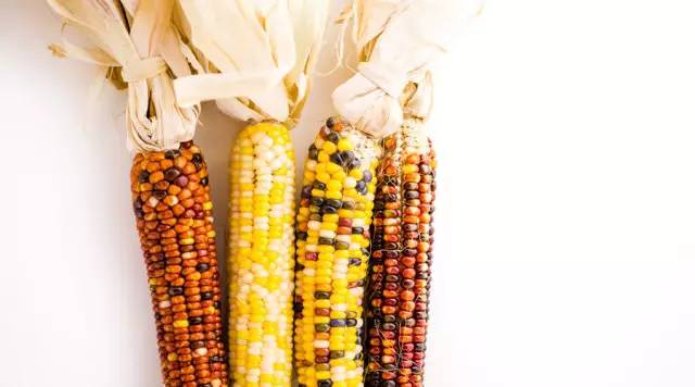 花玉米图片 第2张