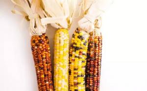 花玉米图片 第2张