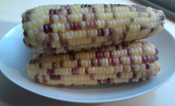 花玉米图片 第4张