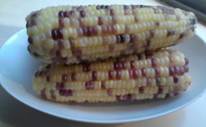 花玉米图片 第4张