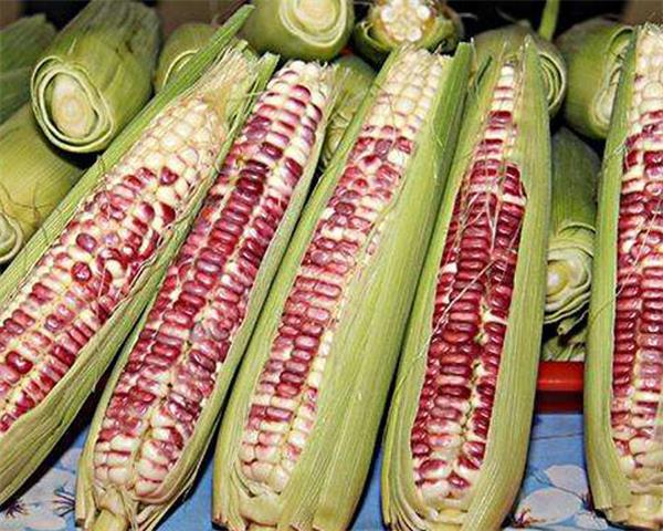 花玉米图片 第5张