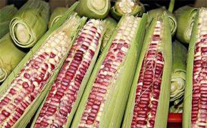 花玉米图片 第5张