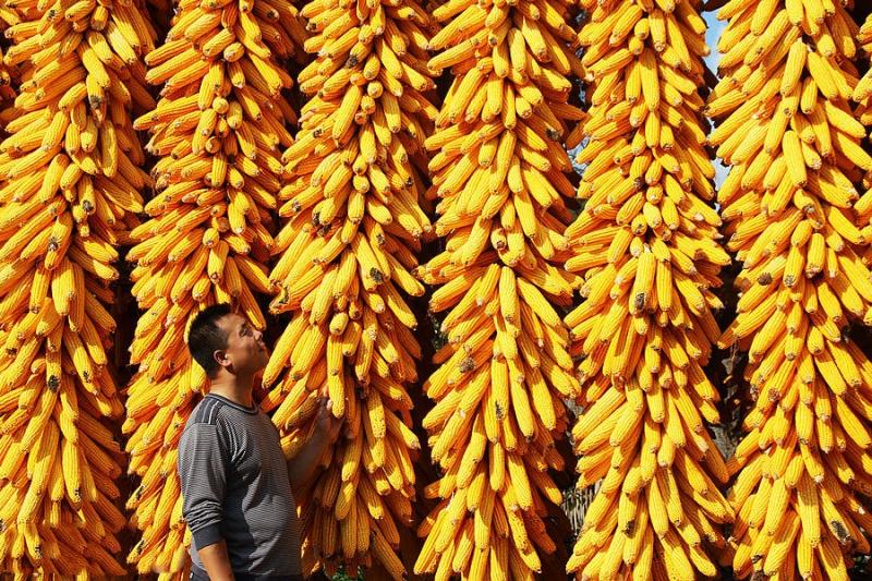 金灿灿玉米丰收图片 第1张