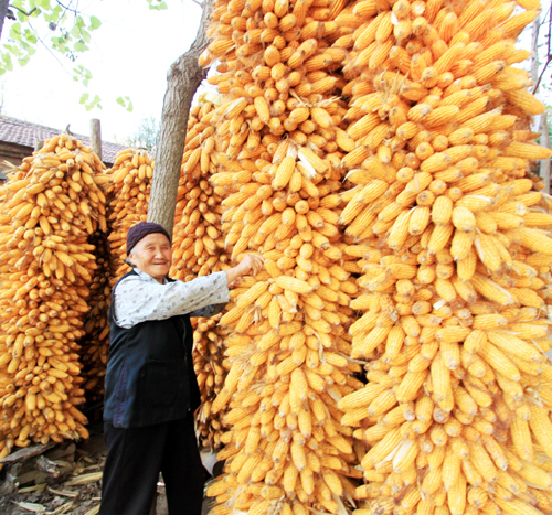 金灿灿玉米丰收图片 第2张