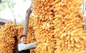 金灿灿玉米丰收图片 第2张